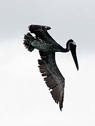 Pelican in mid flight