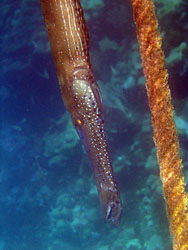 This trumpetfish thinks the rope hides him