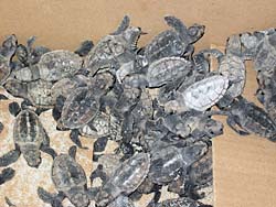 Baby turtles freshly collected from the beach