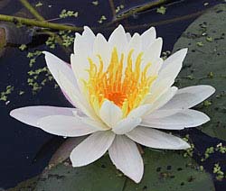 water lily