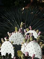 Prickly Pear