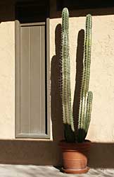 Cactus in a pot