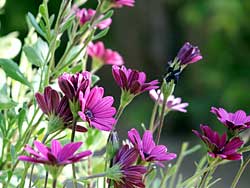 Purple flowers