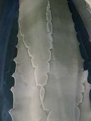 Agave Leaf