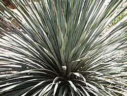 Sotol