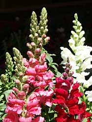 Snapdragons