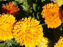 Marigolds