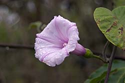 Link to Flowers and Trees gallery