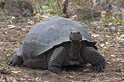 Link to Tortoises gallery
