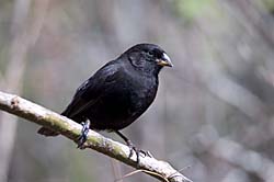Link to Birds gallery