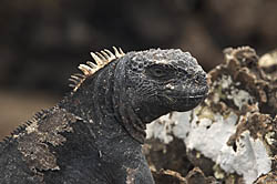 Link to Iguana gallery