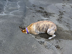 Matty relentlessly digs for crabs