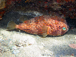 Ballonfish hiding under a ledge