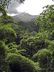 A view of the summit from the trail head