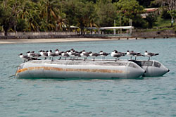 Seagull dingy from the side