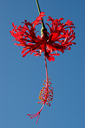 Some type of hibiscus