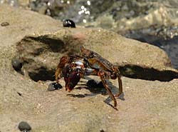 Close up of a crab on the reef