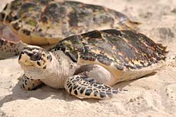 Year old turtles on the beach at PSV