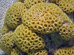 White encrusting zoanthid close up