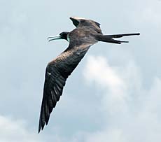 Frigate bird in flight