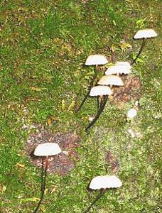 Mushrooms