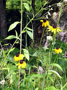 Black Eyed Susans