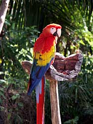 Macaw