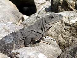 Iguana