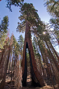 The Clothespin Tree