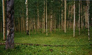 Aspens along the Los Pinos river