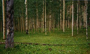 Aspens along the Los Pinos river